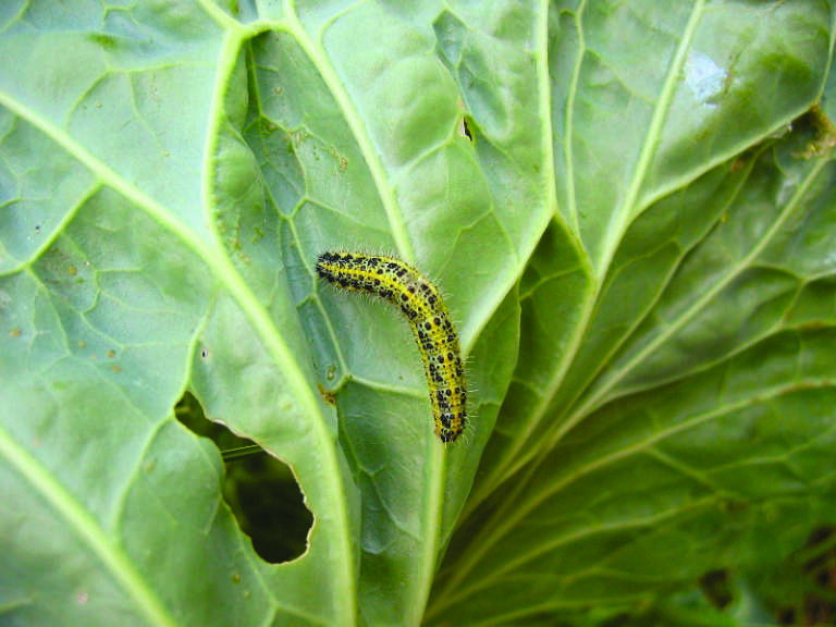 Cavolaia brassicacea