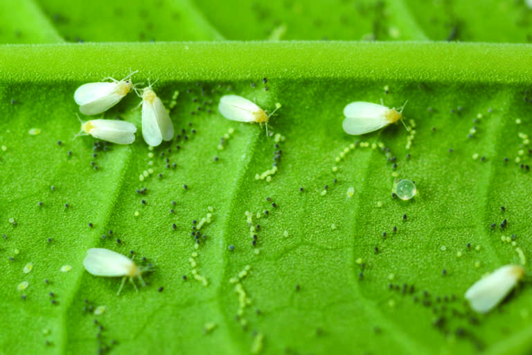 mosca bianca