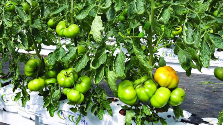 pomodoro