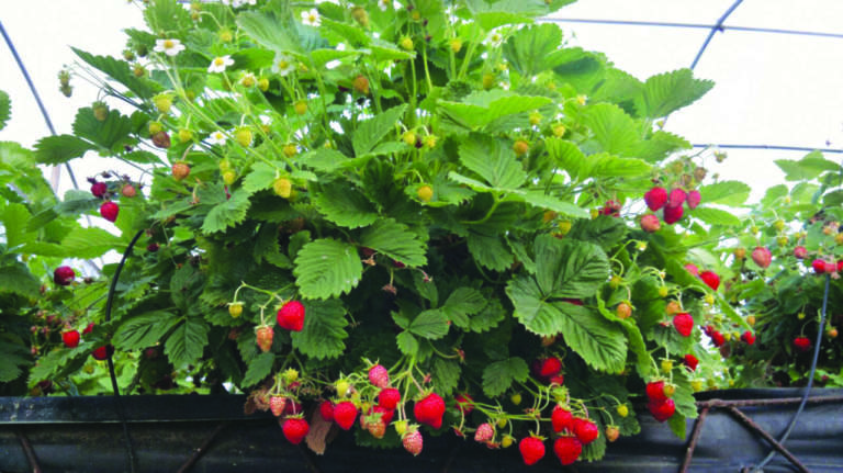 fragole