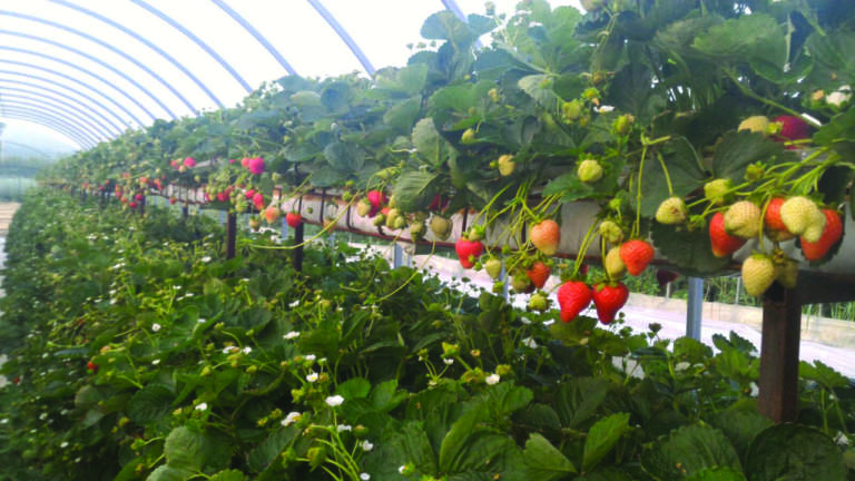 fragola