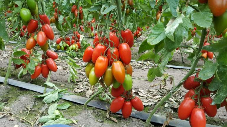 pomodoro sostenibile