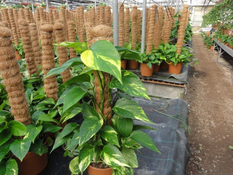Pothos aurea
