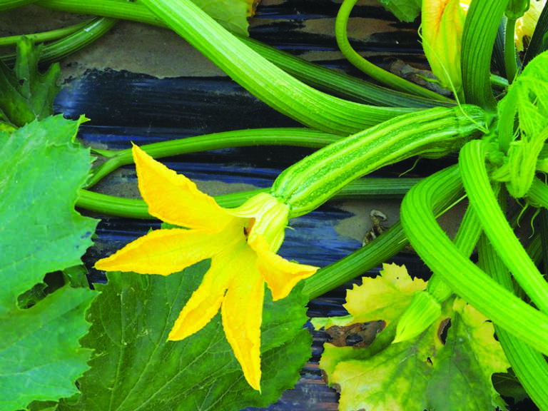 zucchino