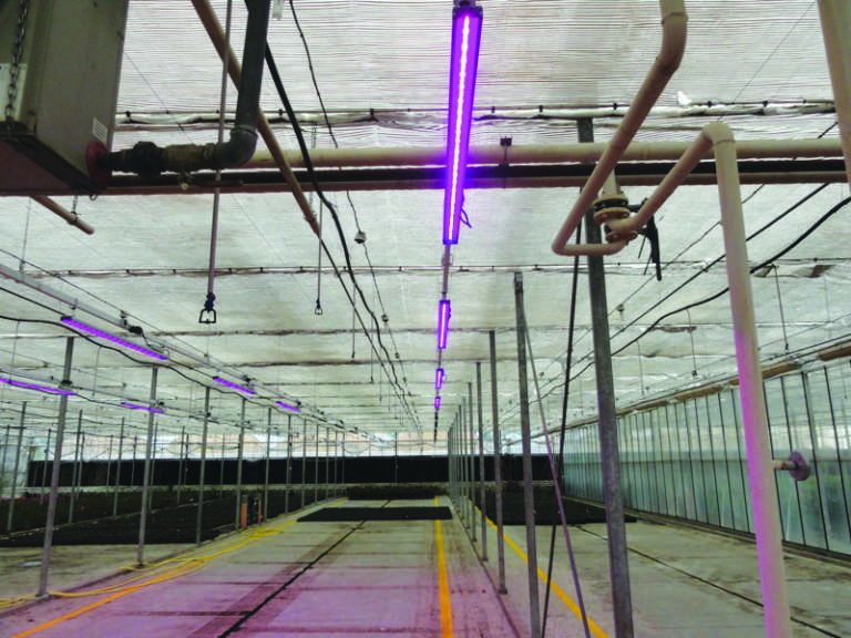 led nelle serre