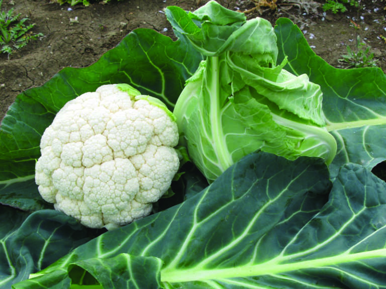 cavolfiore