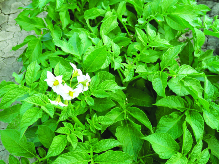 patata