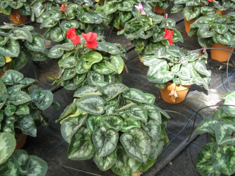 ciclamino