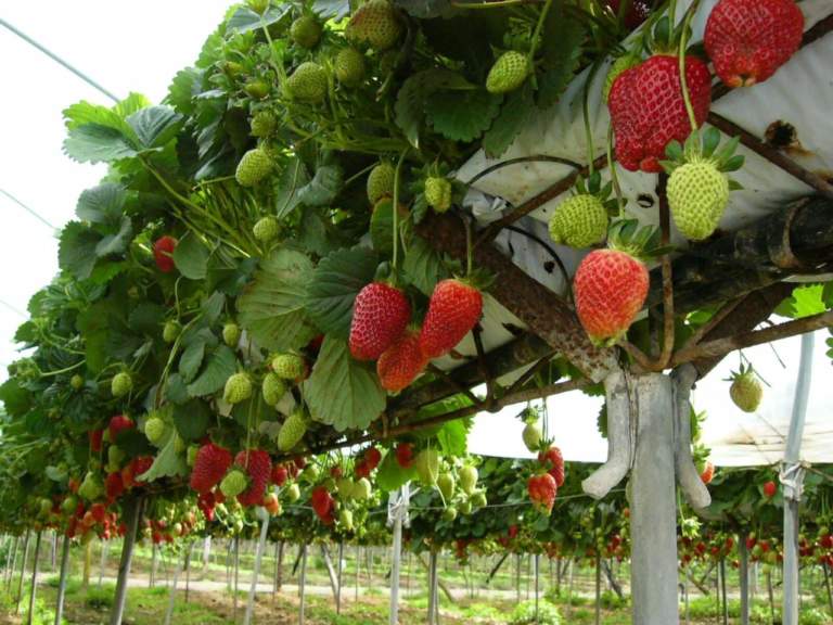 fragola