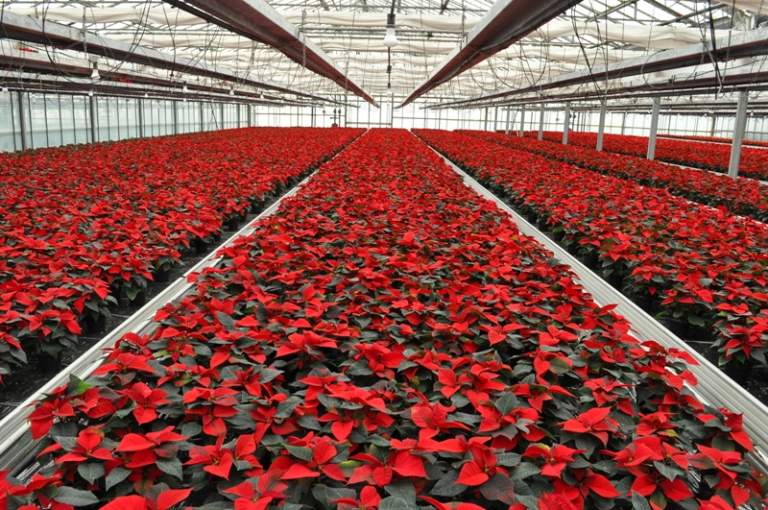 poinsettia