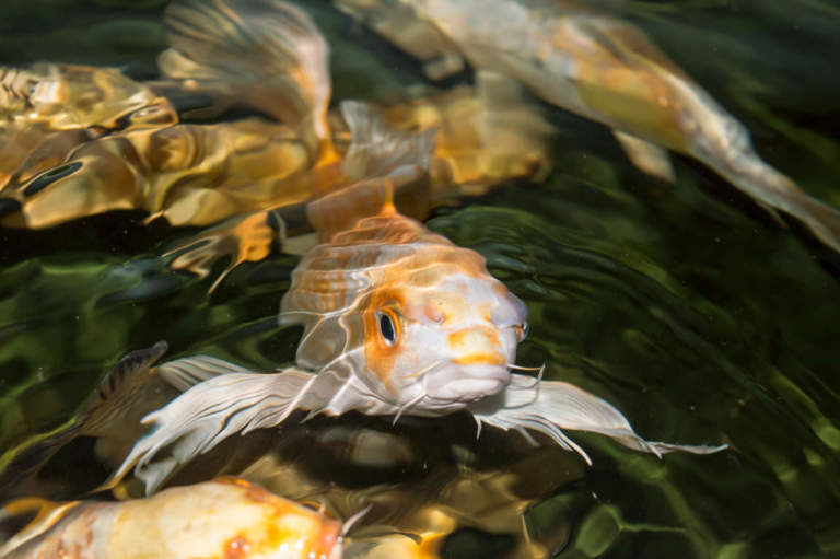 acquaponica