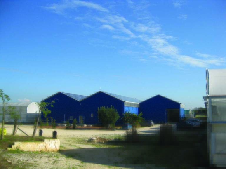 piante mediterranee