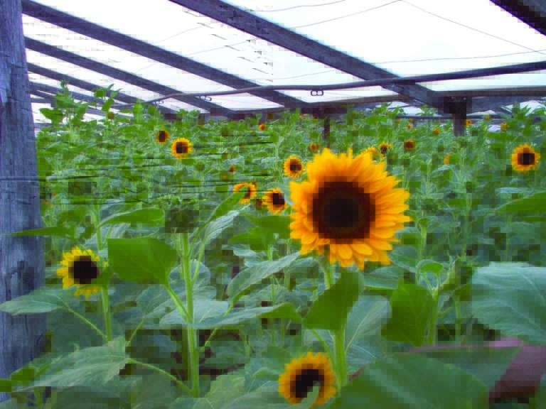 girasole