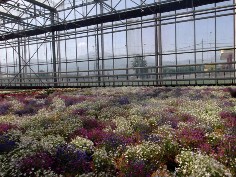 lobelia