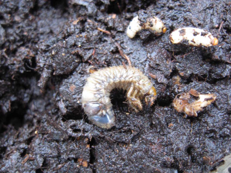 nematodi