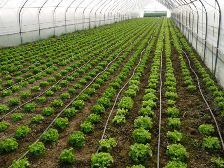fertilizzazione insalate