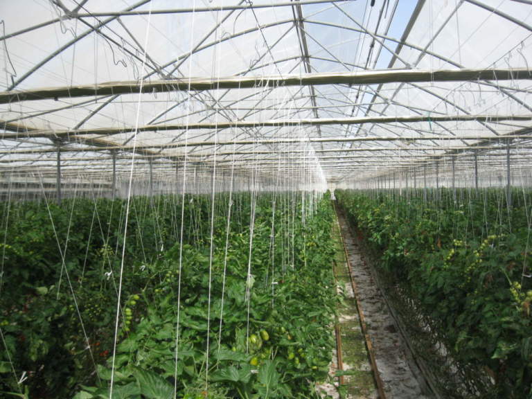 Olanda