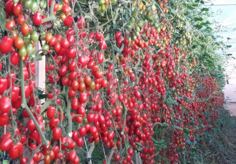 pomodoro da mensa
