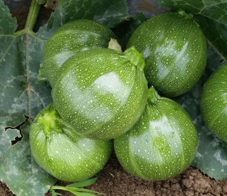 novità varietali di zucchino