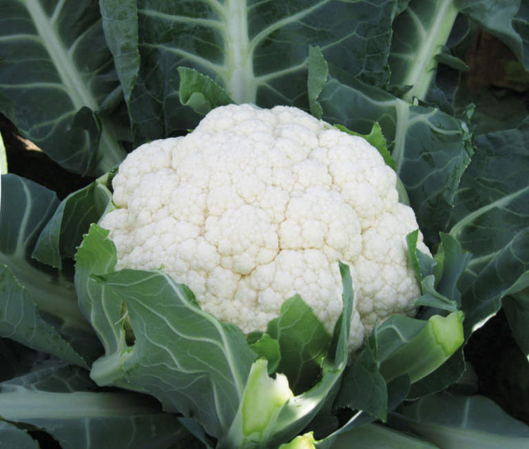 brassicacee 2019