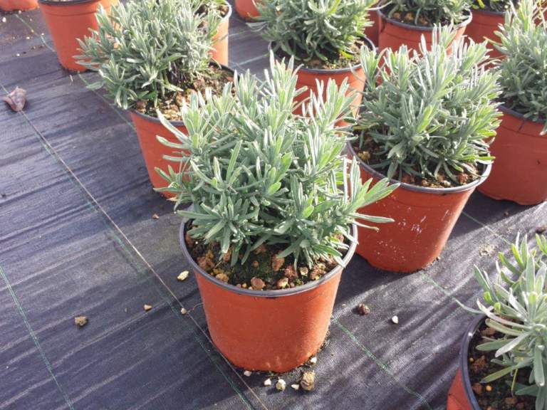 lavanda