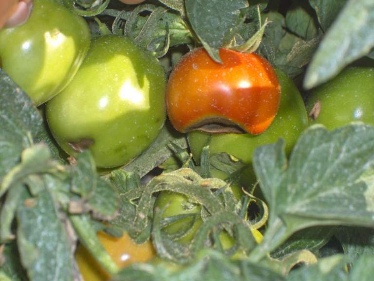fertilizzazione pomodoro