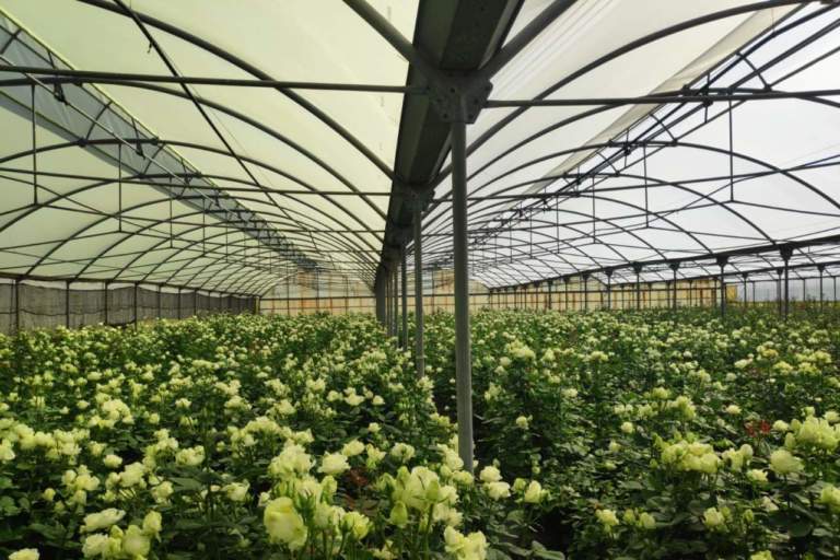 luce diffusa su rose