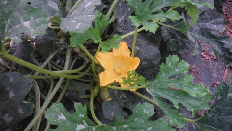 concimazione dello zucchino