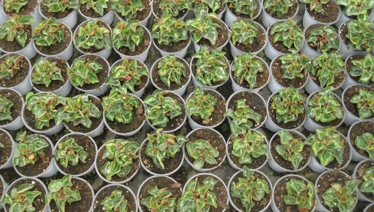ciclamini a fiore grande