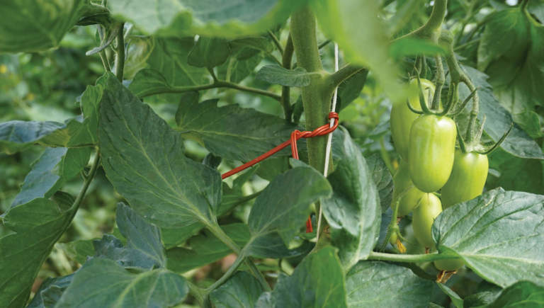 tuta absoluta