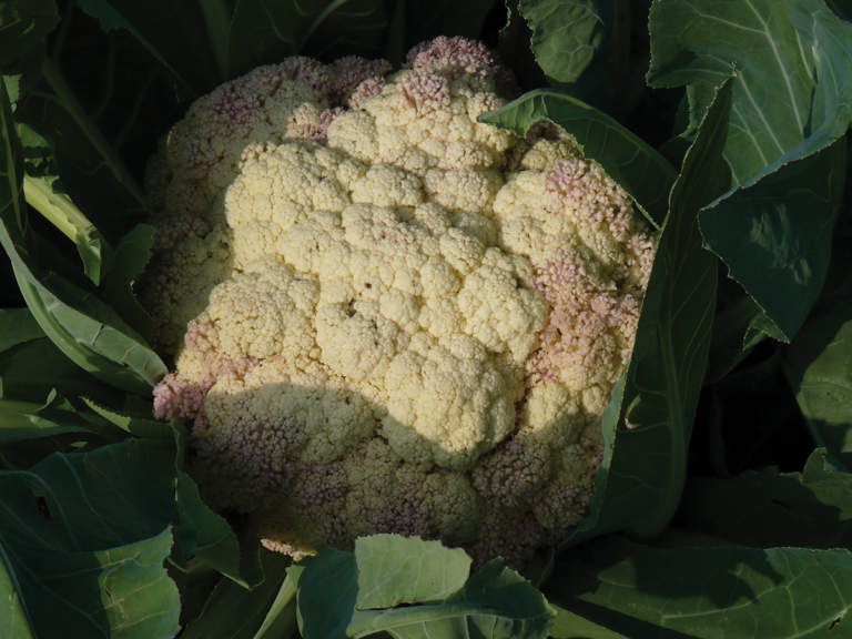fertilizzazione in coltura protetta