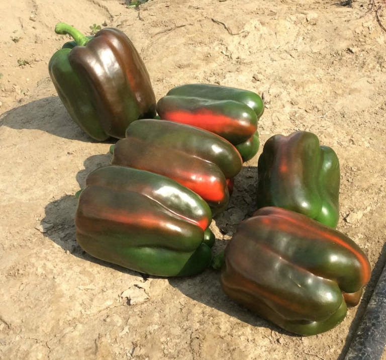 varietà peperone