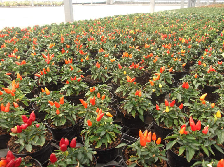 capsicum in vaso