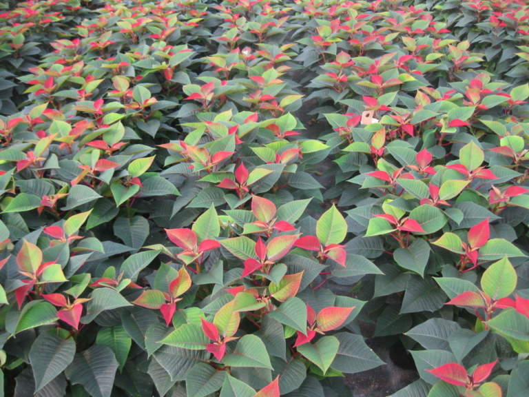 piante da esterno