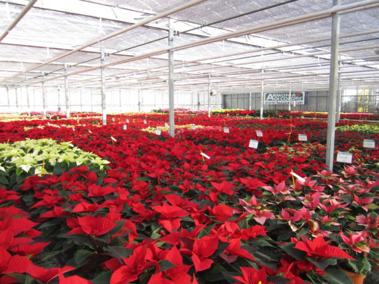 poinsettia