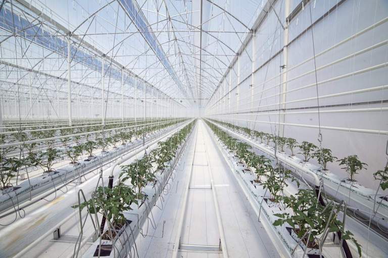 serre e cambiamento climatico