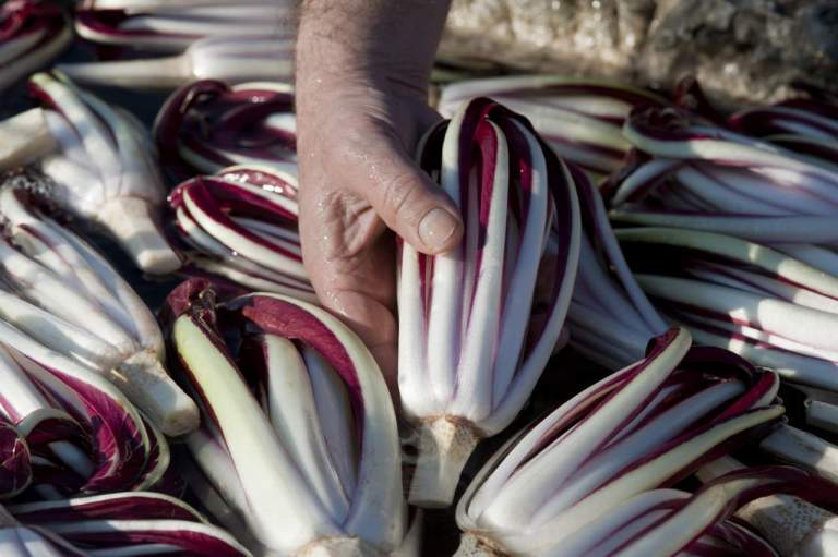 radicchio