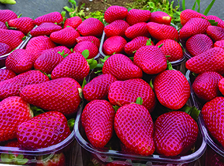fragola in Italia
