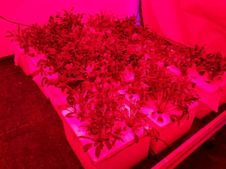rucola rosso