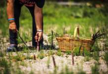 Asparago violetto di Albenga