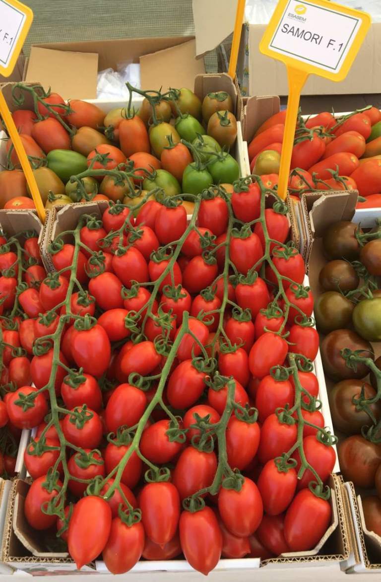 pomodoro da mensa