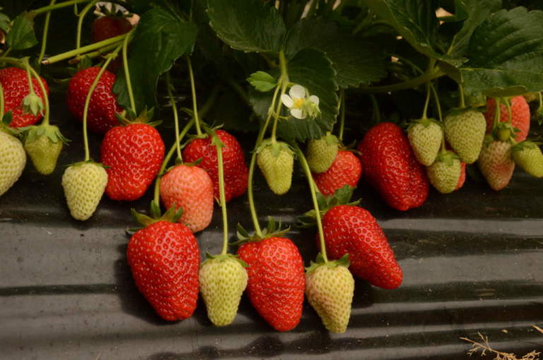 Agrion fragola