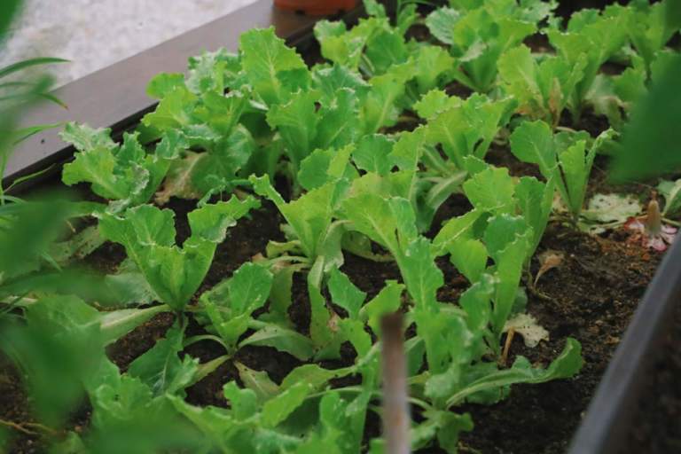 rucola igp