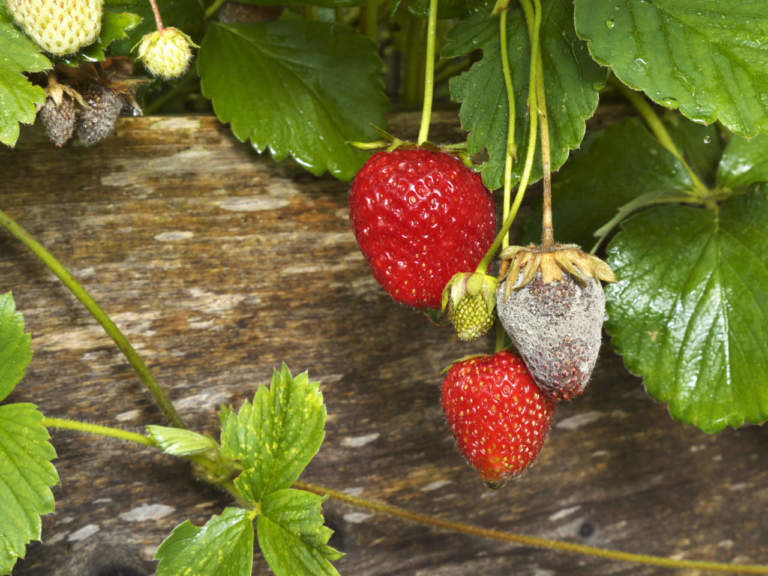 fragola