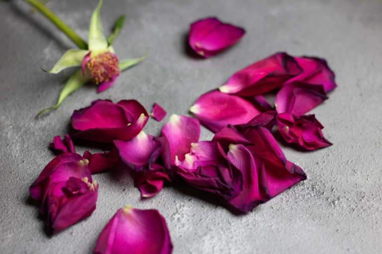 floricoltori in crisi
