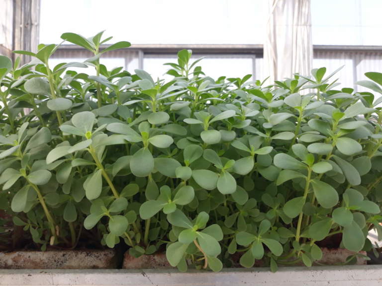 portulaca biofortificata floating system