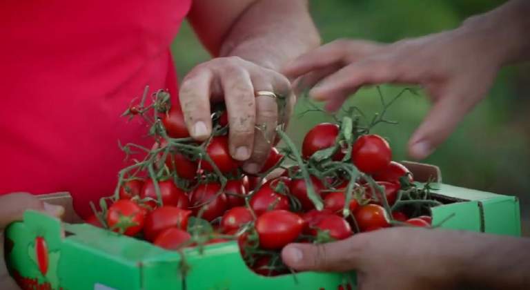 pomodoro di Licata