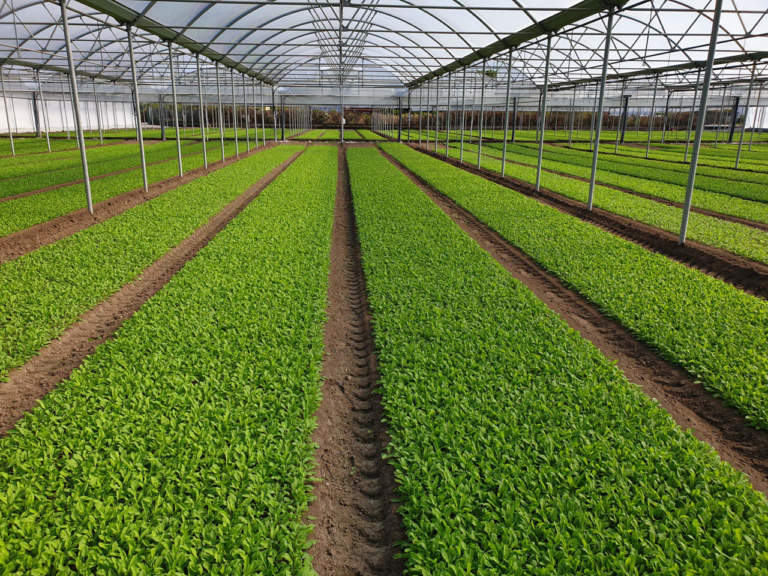 rucola piana del sele