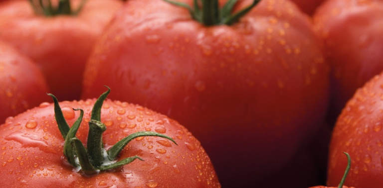syngenta pomodoro virus