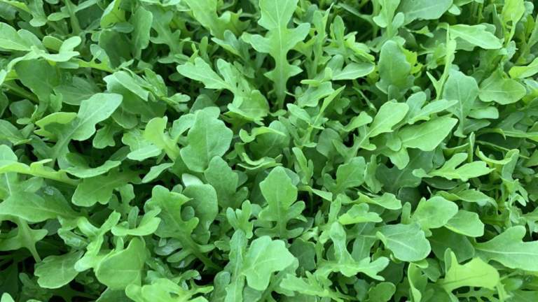 rucola piana del sele igp